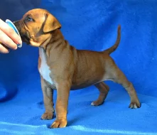 Americký stafordšírský teriér s PP